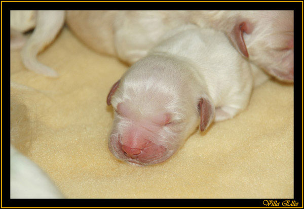comprar golden retriever villa ellie